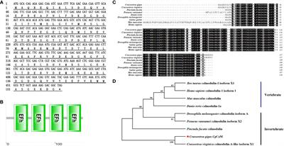 Calmodulin regulates the calcium homeostasis in mantle of Crassostrea gigas under ocean acidification